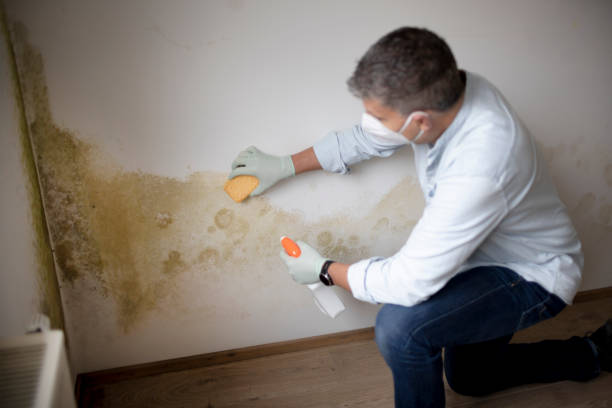 Best Environmental Consulting for Mold Prevention  in Sigourney, IA